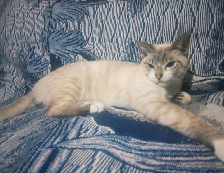 should my mac be on zillexit update