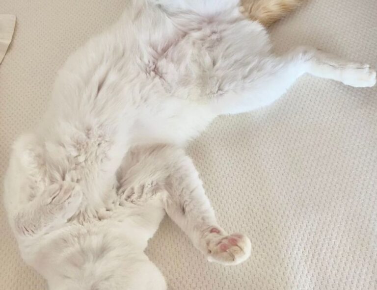 why can't i full screen my game marshock200 on pc