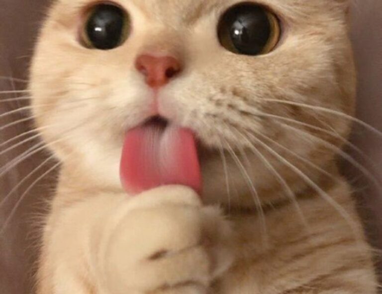 why can't i play darkwarfall online games on my wifi